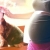 Toxoplazmózis: cicatartás a terhesség alatt?